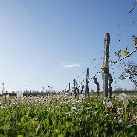 Entre Pierre Et Vigne - Charming Former Winery Farmhouse With Hot Tub & Swimming Pool Monestier  Extérieur photo