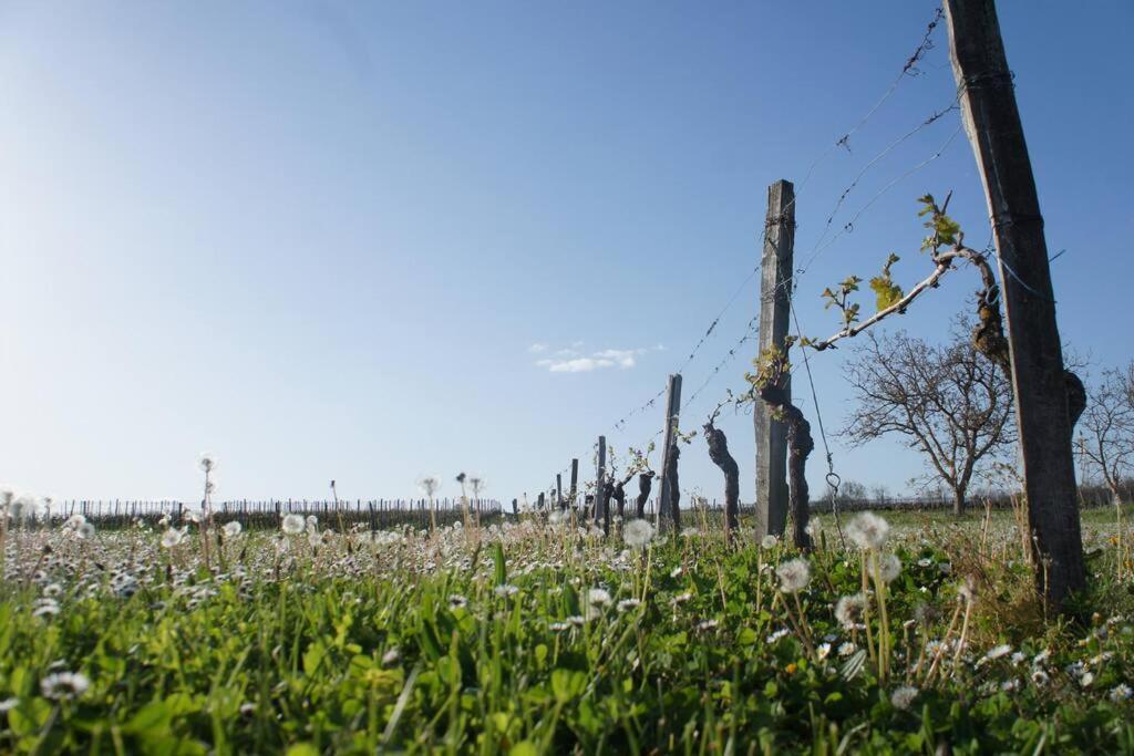 Entre Pierre Et Vigne - Charming Former Winery Farmhouse With Hot Tub & Swimming Pool Monestier  Extérieur photo